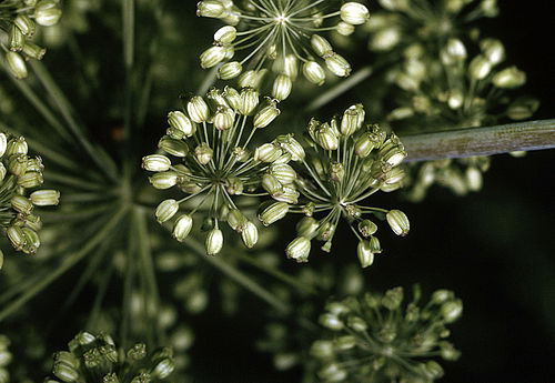 Angelica atropurpurea